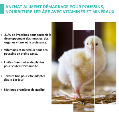 Nourriture démarrage poussins, aliment 1er âge complet avec huiles essentielles, vitamines et minéraux