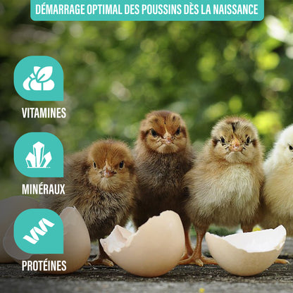 Nourriture démarrage poussins, aliment 1er âge complet avec huiles essentielles, vitamines et minéraux